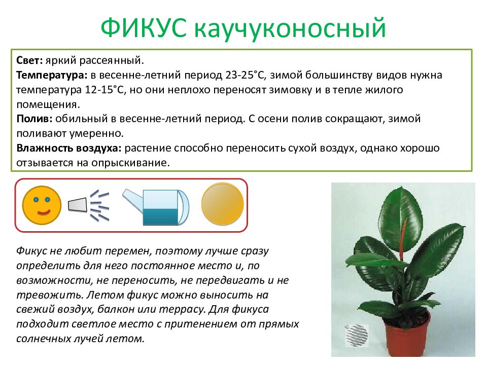 Паспорт комнатных растений в подготовительной группе по фгос с картинками