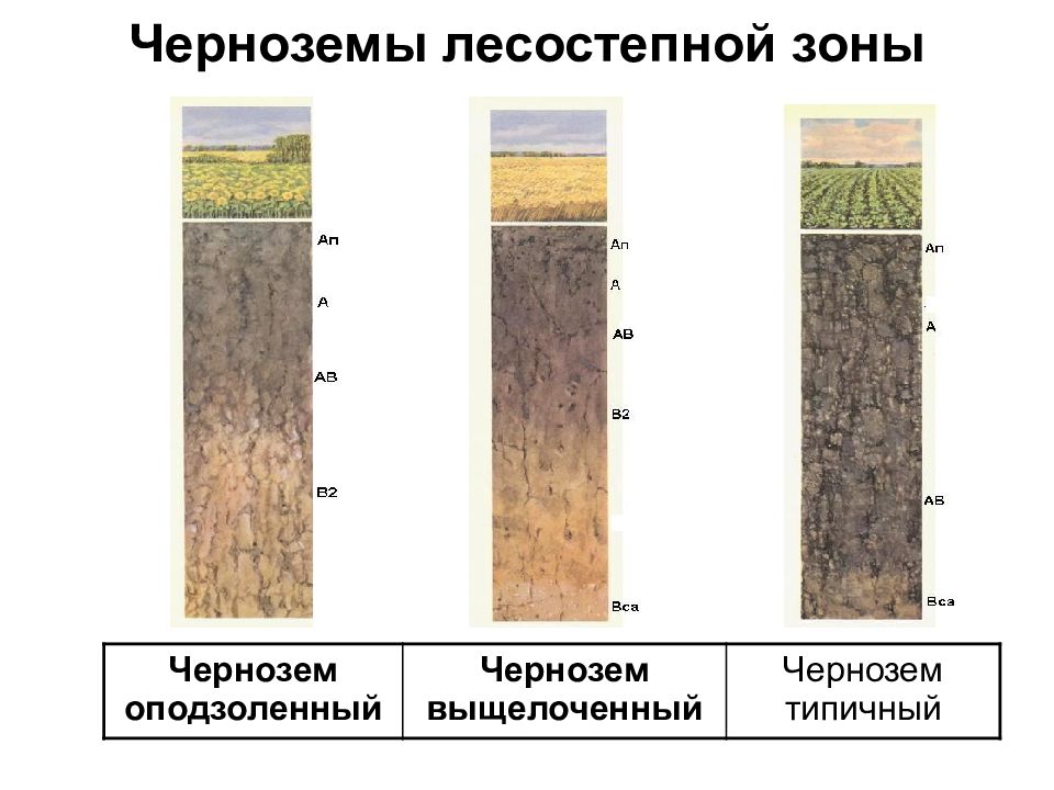 Расположите почвы. Черноземы лесостепной зоны. Почвенный профиль чернозема оподзоленного. Почвенный профиль чернозема выщелоченного. Почвенный профиль чернозема типичного.