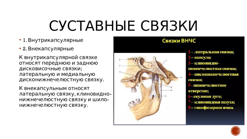 Особенности строения височно нижнечелюстного сустава презентация