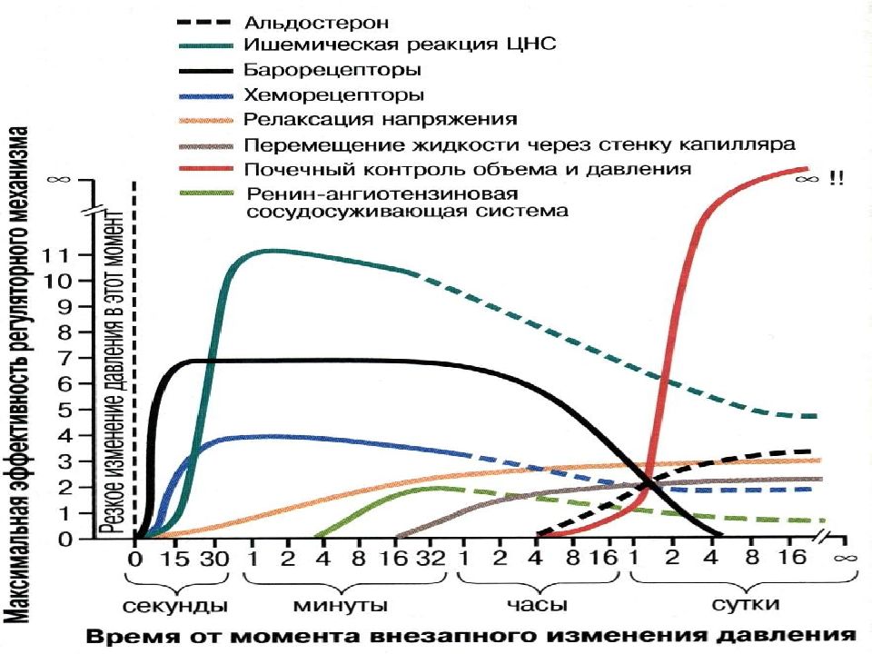 Опишите в виде схемы как происходит регуляция артериального давления ад при повышении ад