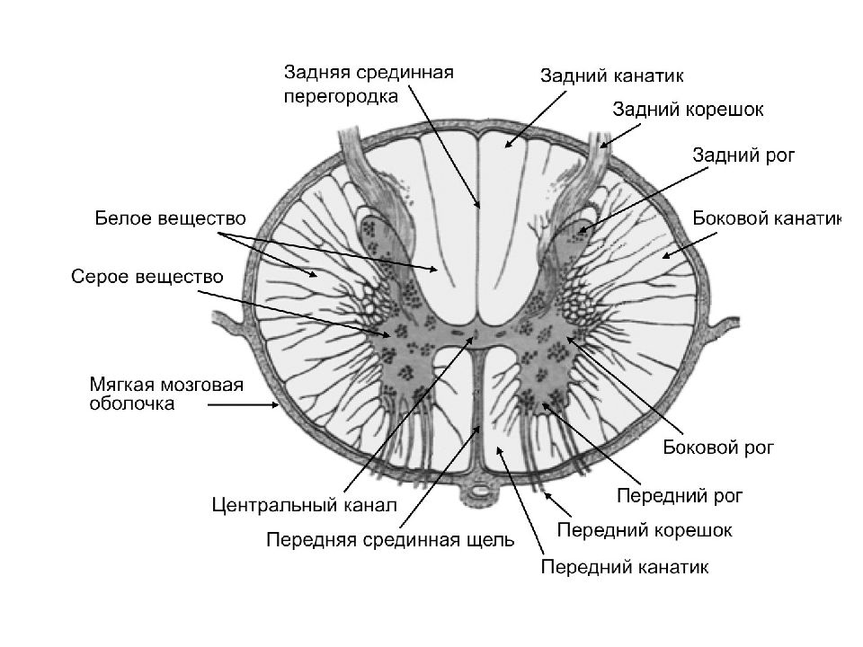 Какая структура спинного мозга обозначена на рисунке буквой а