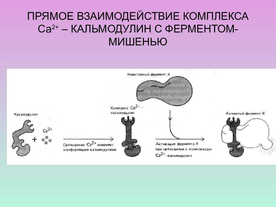 Прямое взаимодействие пример. Прямое взаимодействие. Кальций зависимые ферменты. Кальмодулин функция. Кальмодулин биохимия.