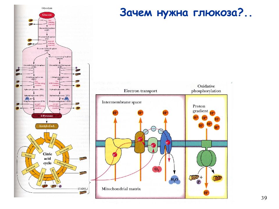 Питательная карта школьника