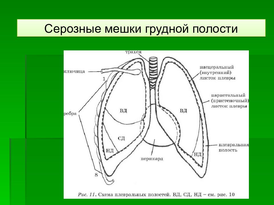 Топографическая анатомия грудной