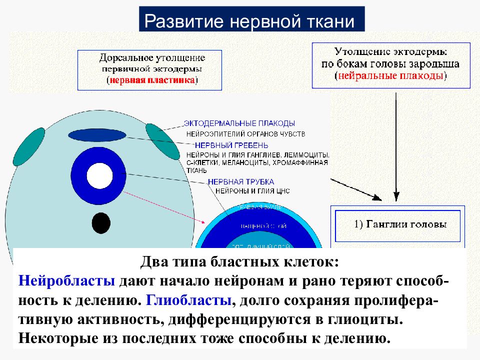 Способны к делению. Формирование нервной ткани. Гистогенез различных типов ганглиев. Нейральные плакоды. Глиобласты нервной трубки.