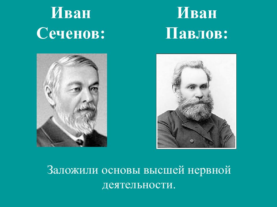 Презентация учение о высшей нервной деятельности сеченова и павлова