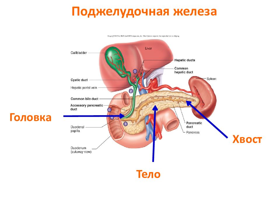 Показать На Картинке Поджелудочную Железу