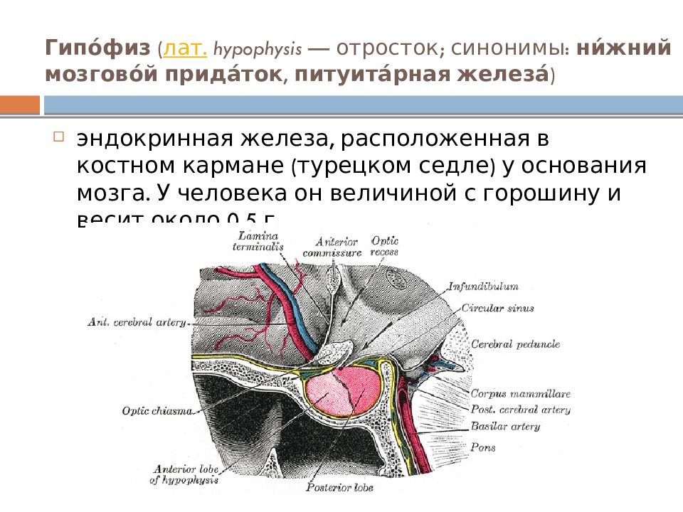 Гипофиз седло