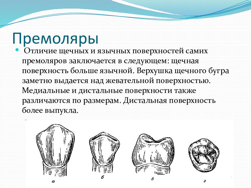 Премоляры и моляры предназначены для у млекопитающих. 1 Моляр нижней челюсти анатомия. Анатомия премоляров нижней челюсти. Анатомия 1 премоляра верхней челюсти. Анатомия зубов первый премоляр.