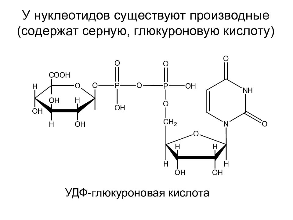 Обмен нуклеотидов презентация