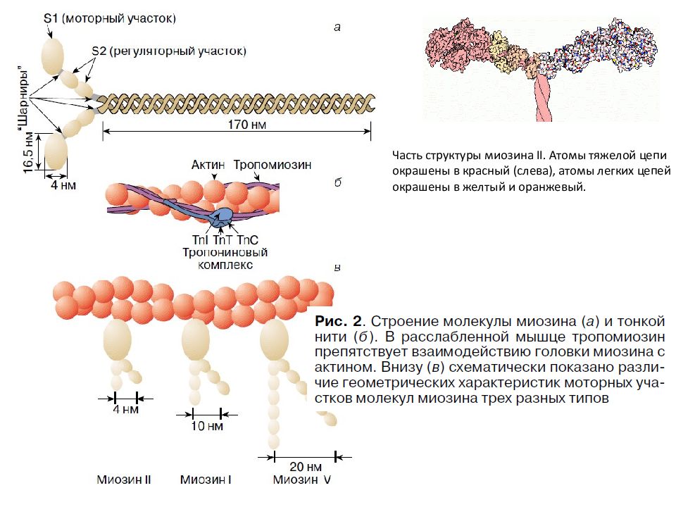 Состав актина. Строение актина и миозина. Строение белка миозина. Структура миозина биохимия.