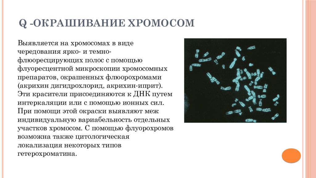 Изменение окраски хромосом. Дифференциальное окрашивание хромосом. Методы окрашивания хромосом. Методы окраски хромосом. Дифференциальная окраска хромосом.