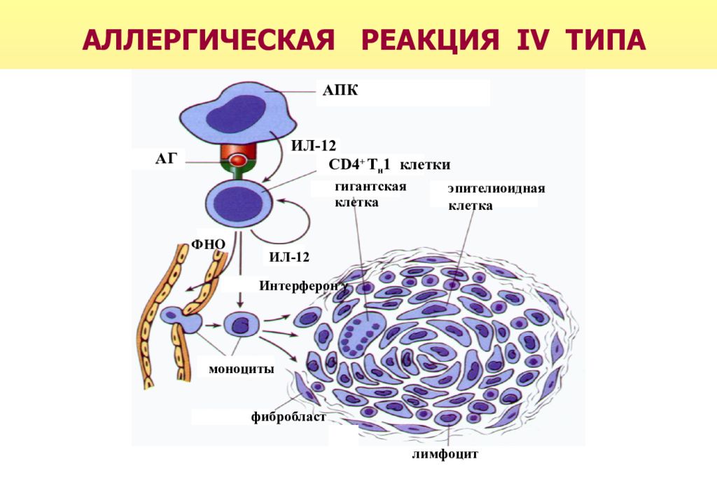 Аллергическая реакция карта