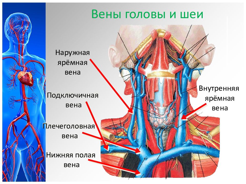 Кровеносная система головы и шеи человека схема расположения