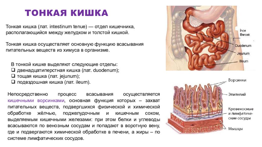 Кишечник особенности и функции. Тонкая кишка отделы строение функции. Строение и функции тонкого отдела кишечника. Отделы тонкой кишки анатомия человека. Тонкий кишечник строение и функции.