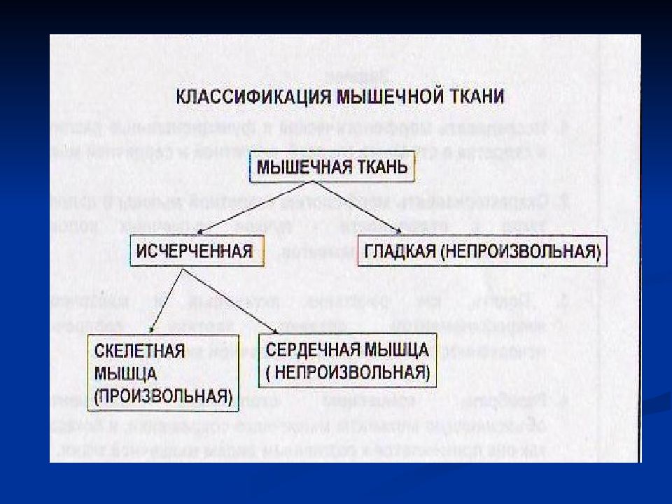 Биохимия мышечной ткани презентация