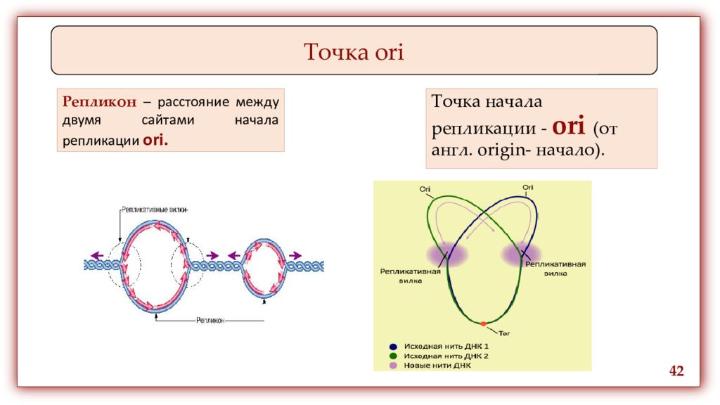 Строение точки. Точка начала репликации ДНК. Точка начала репликации ori. Точка начала репликации у прокариот. Очки начала репликации прокариот.