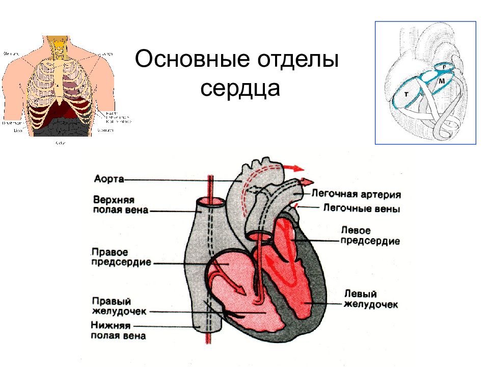 Какое сердце можно назвать. Отделы сердца. Основные отделы сердца. Левые отделы сердца. Верхний отдел сердца.
