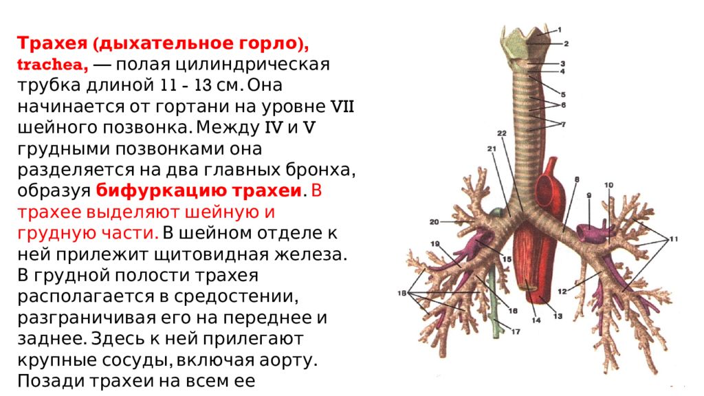 Трахея это. Трахея. Трахея сзади. Дыхательное горло. Трахея начинается на уровне.