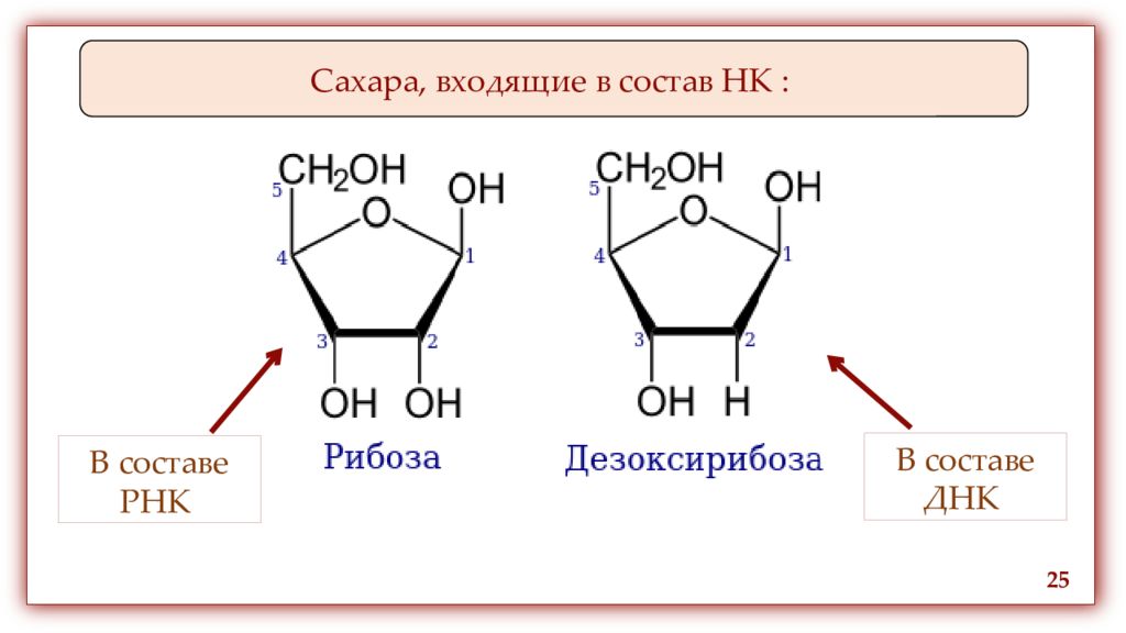 Структура генетики.