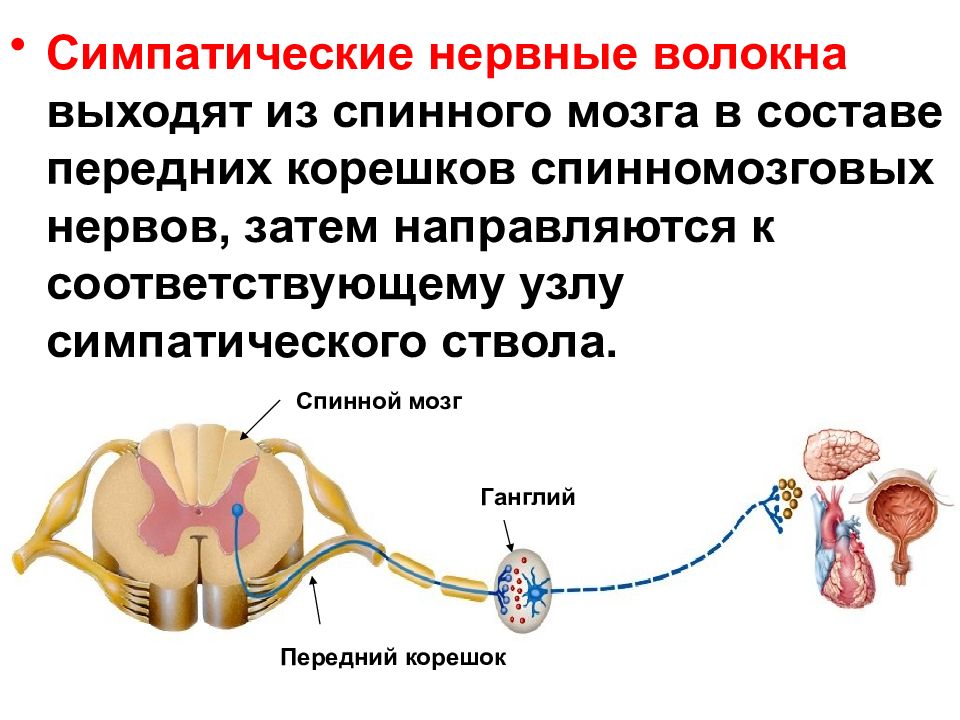 Вегетативная и соматическая нервная система рисунок