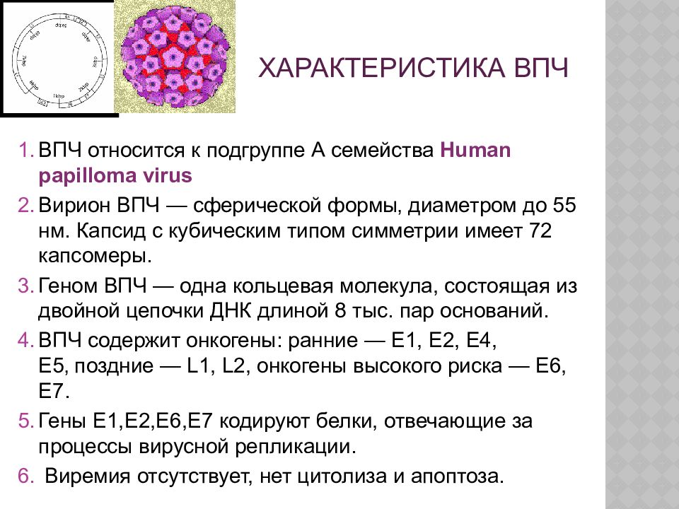 Впч и рак шейки матки презентация