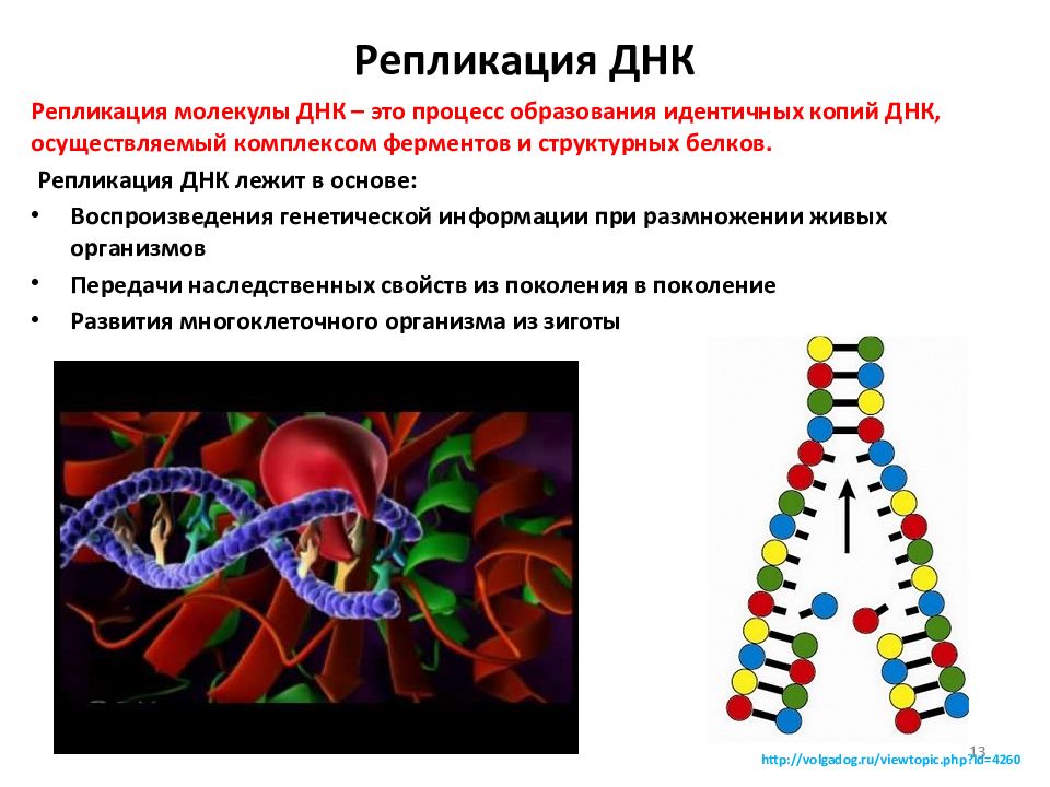 Молекулярная биология в схемах и таблицах