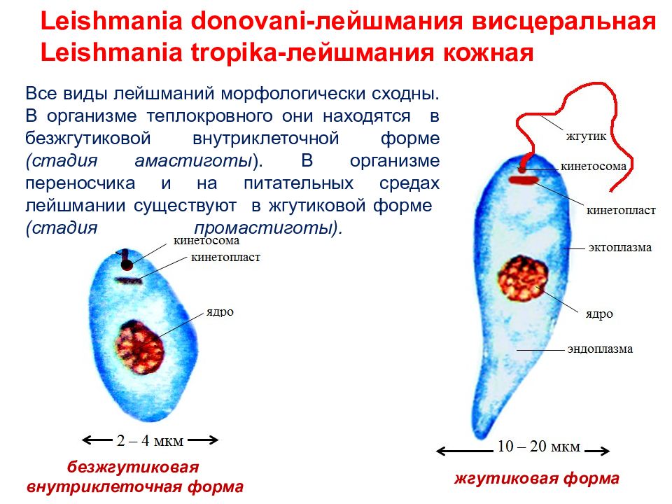 Лейшмания строение рисунок