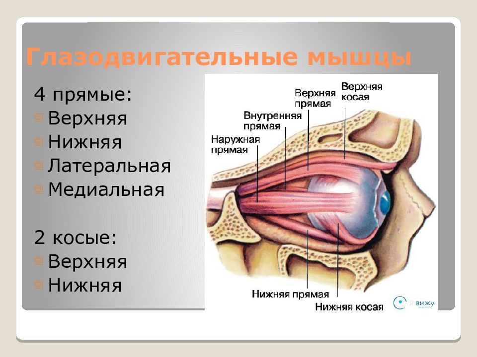 Физиология органа зрения