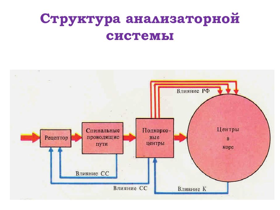 Физиология анализаторов физиология презентация