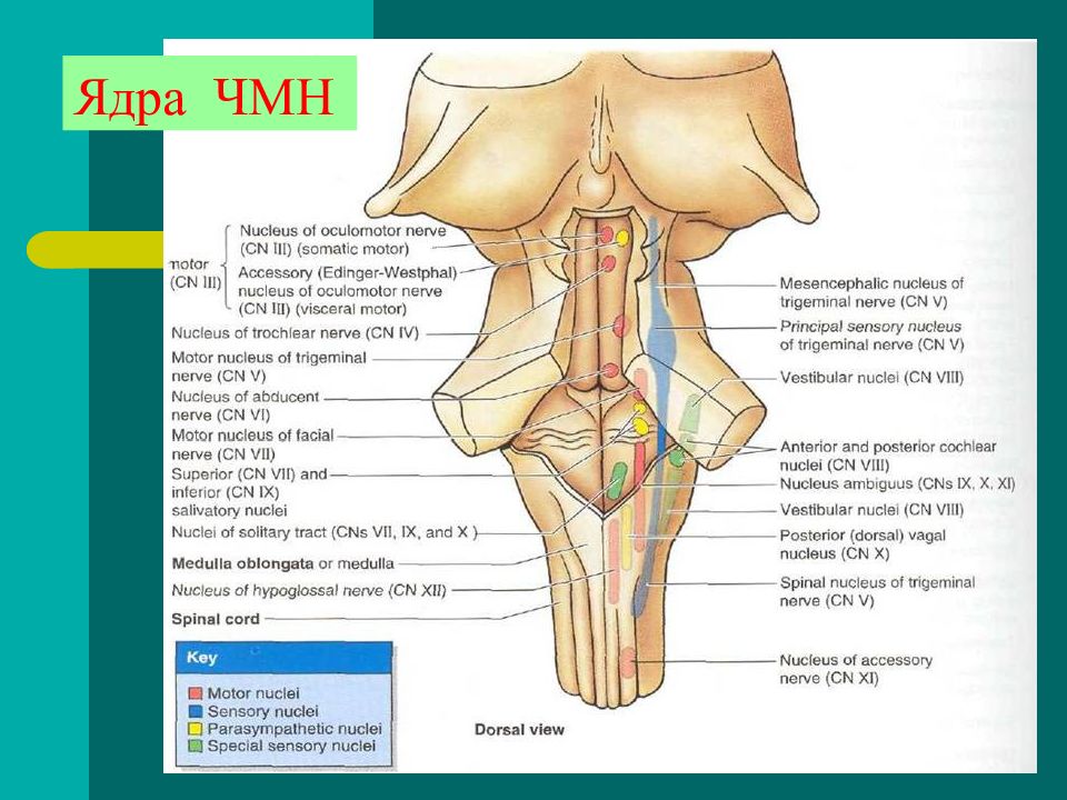 Презентация черепные нервы анатомия