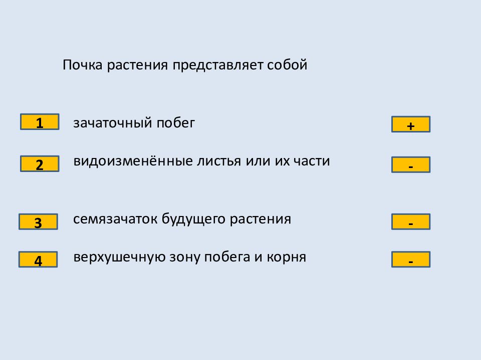 Проверочная работа по теме органы растений