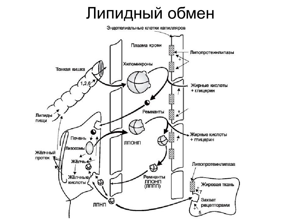 Антиангинальные средства схема