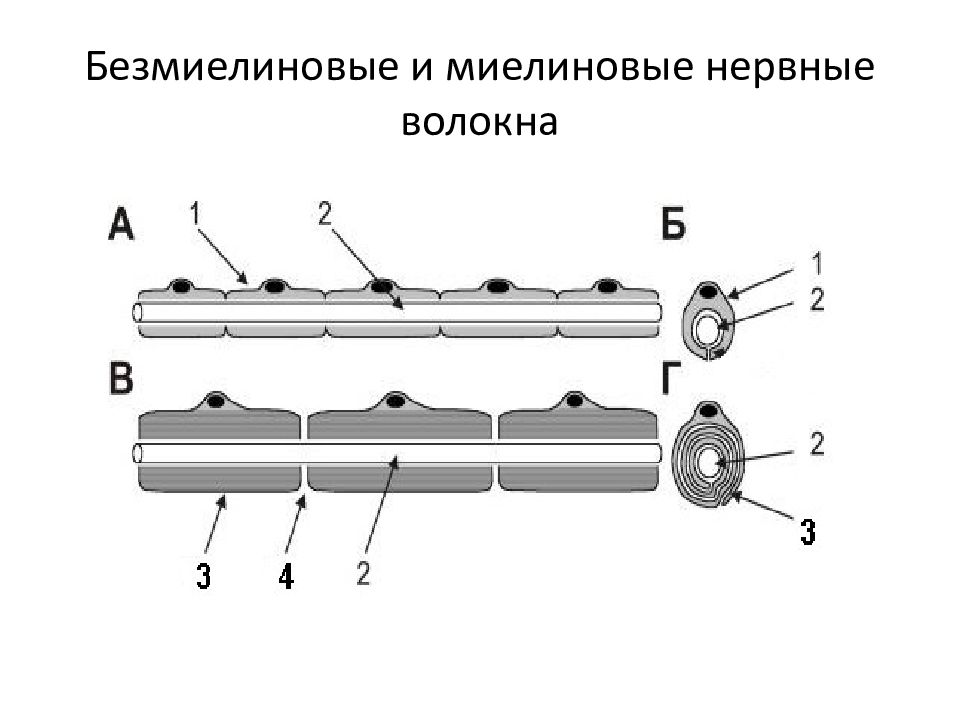 Рисунок миелиновые нервные волокна