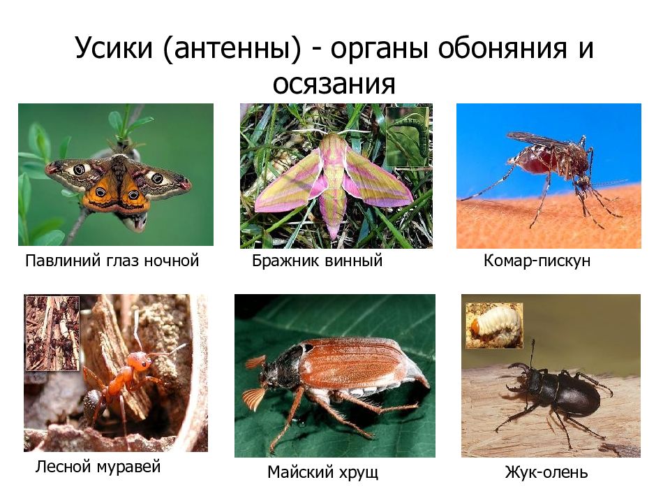 Питание класса насекомых