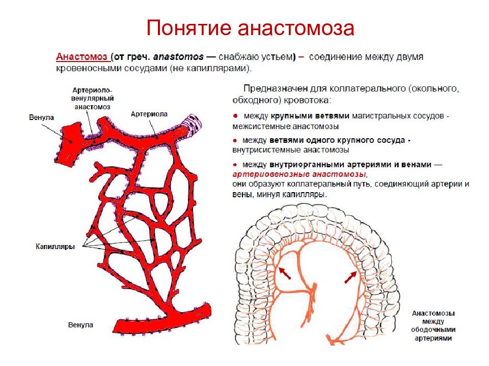 В стенке грудной полости формируется анастомоз между