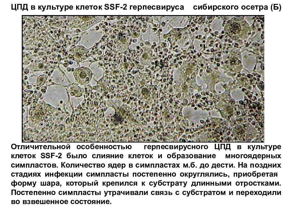 Культура клеток. Контаминация культур клеток. Цитопатическое действие аденовирусов на культуре клеток. Культура клеток неперевариваемая.