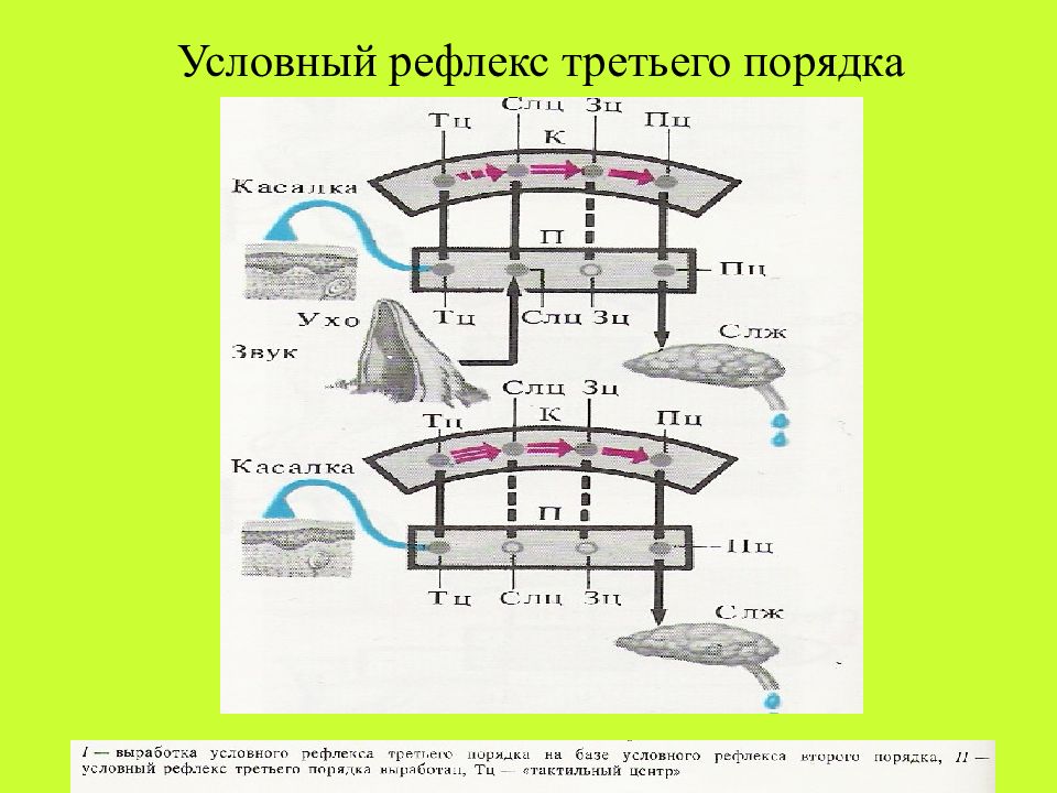 Условные рефлексы проект