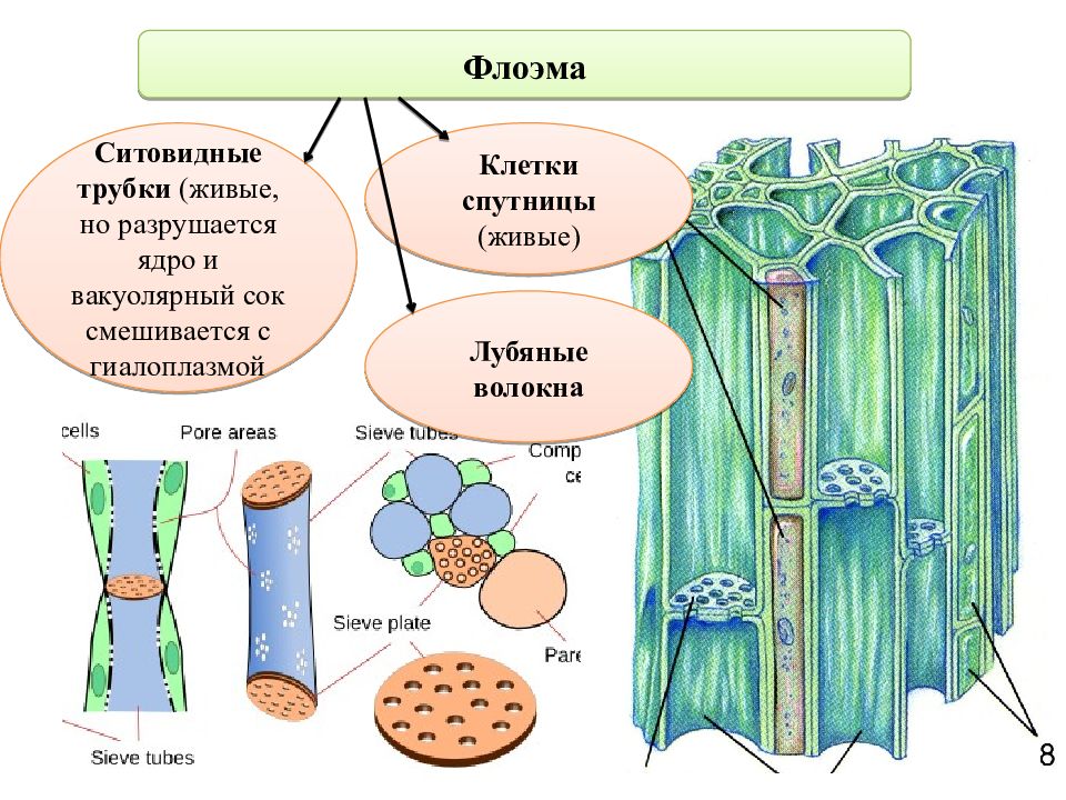 Сосуды флоэмы. Ткани растений Ксилема флоэма. Ситовидные клетки флоэмы. Клетки спутницы флоэмы. Ситовидные трубки и клетки-спутницы.