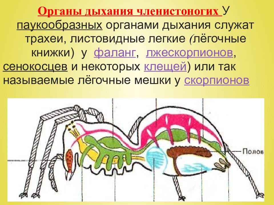 Органы дыхания членистоногих