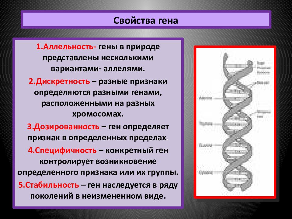 Форма гена. Свойства Гена. Специфичность Гена.