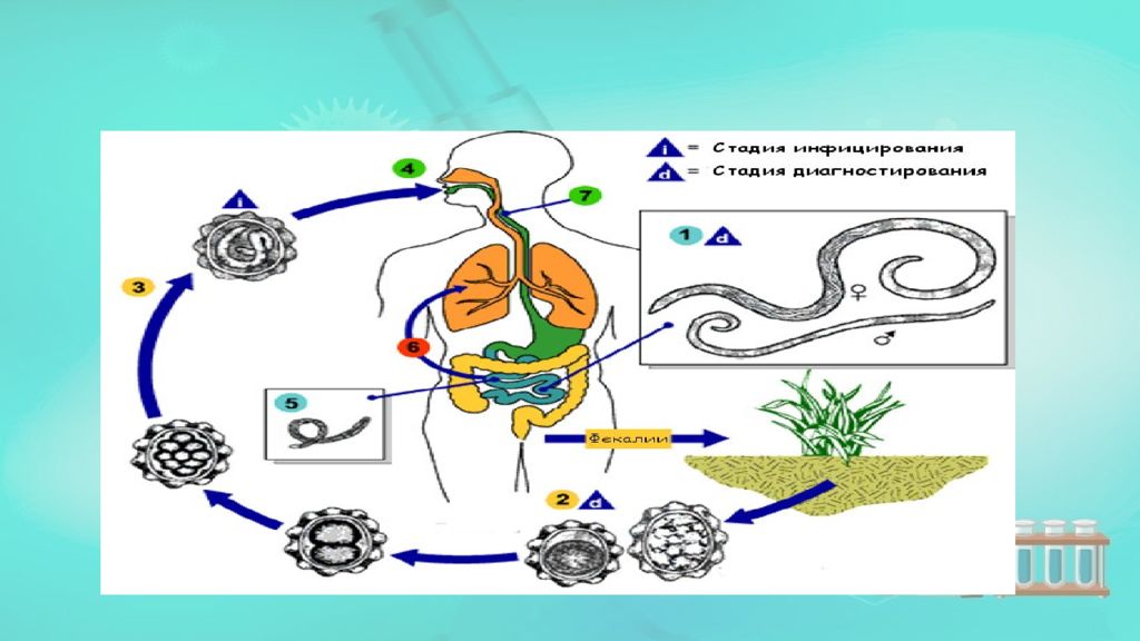 Механизм аскаридоза. Аскаридоз эпидемиология. Аскаридоз презентация. Аскаридоз промежуточный и основной хозяин. Инвазионная стадия аскаридоза.