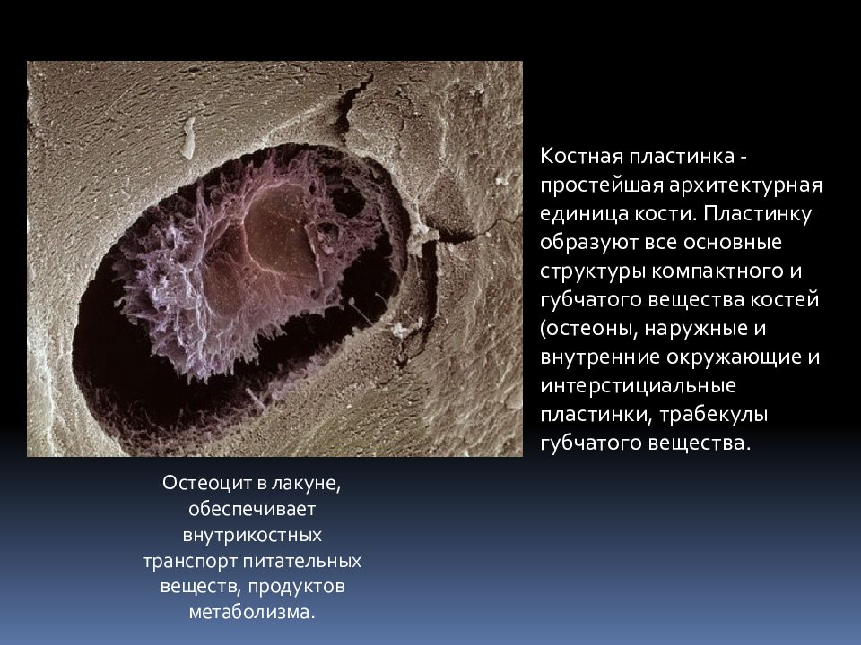 Лакуны с остеоцитами.