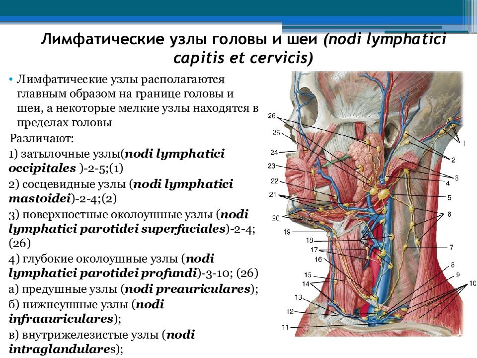 Лимфоузел на шее расположение у взрослых. Околоушные лимфоузлы анатомия. Лимфатические узлы анатомия расположение. Лимфоузлы шеи схема вид спереди. Околоушные поверхностные лимфоузлы.