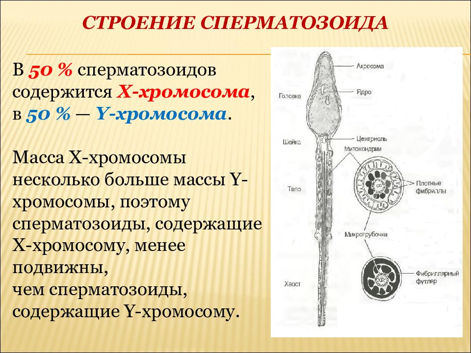 Строение сперматозоида. Строение спермия. Хромосомы сперматозоида. Составные части сперматозоида. Сперматозоид строение и функции.