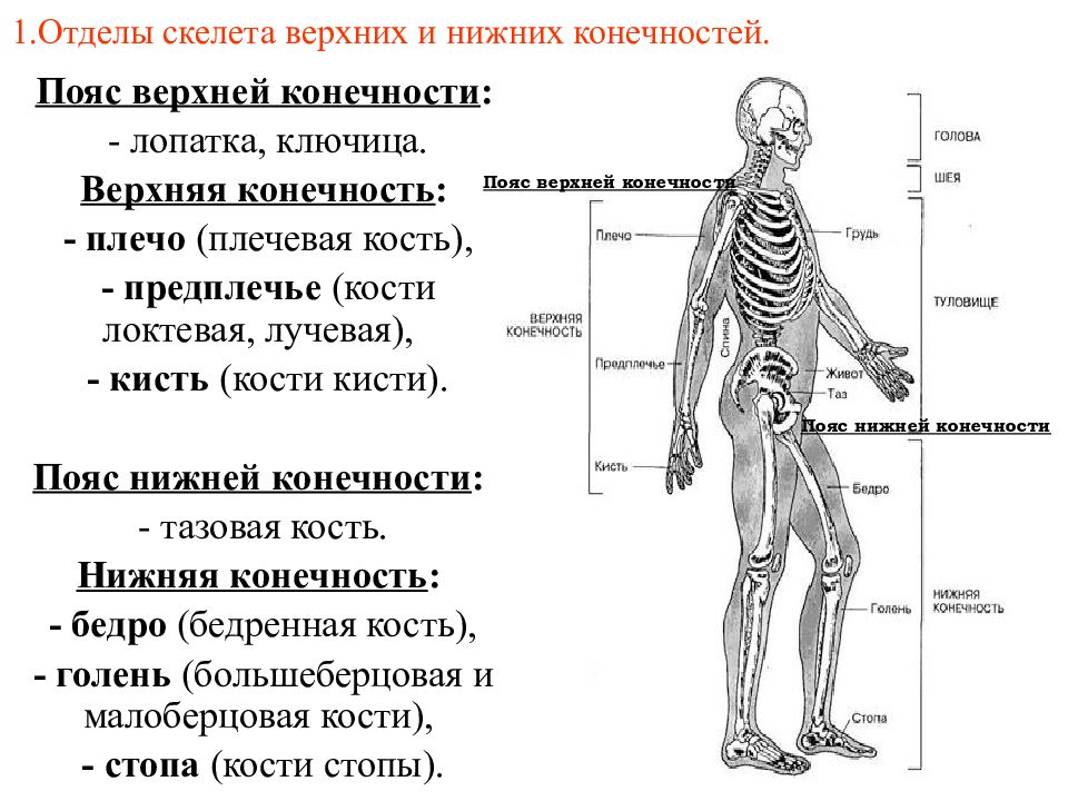 Два отдела тела. Отдел скелета строение функция. Отделы скелета туловища 2. Скелет туловища. Скелет верхней и нижней конечностей. Скелет пояса нижних конечностей отделы.