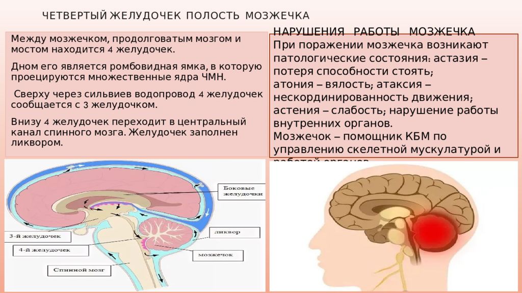 В задний мозг входит мозжечок