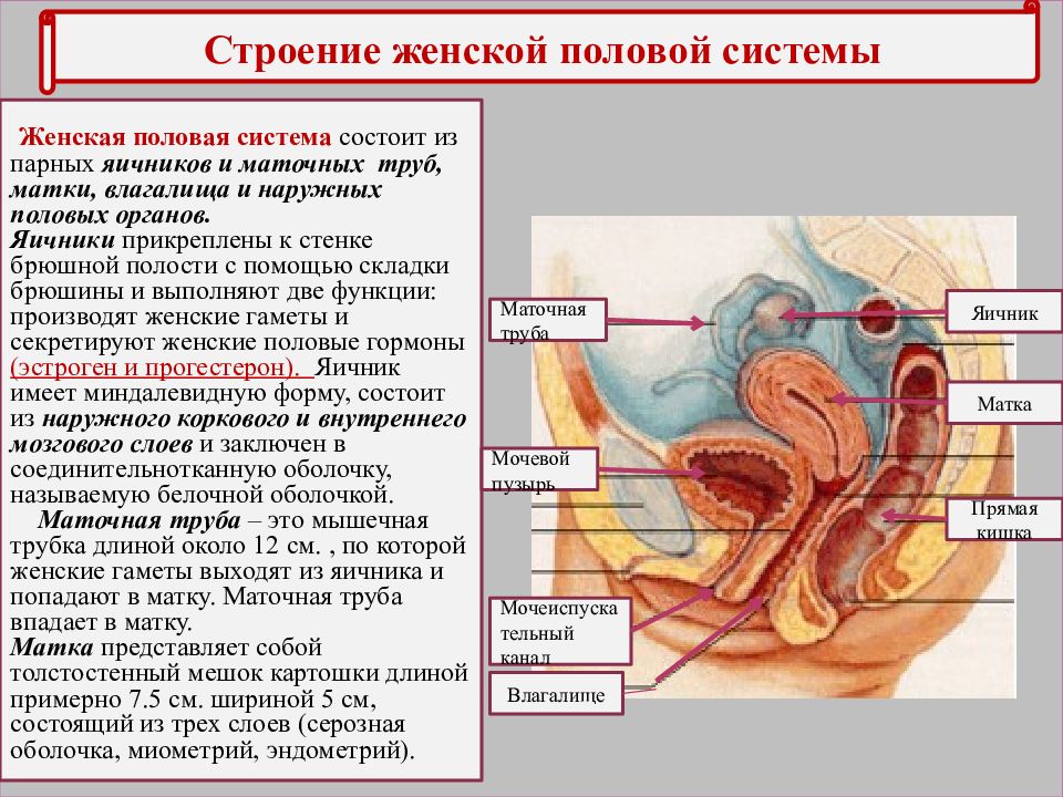 Схема женских органов