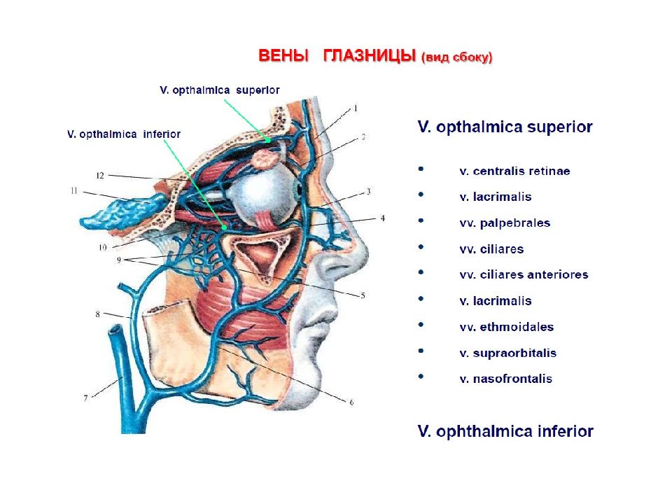 Вены головы и шеи схема