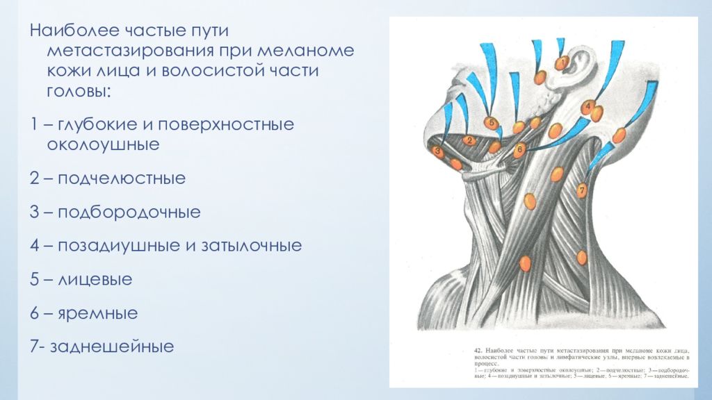 Операции на шее топографическая анатомия презентация